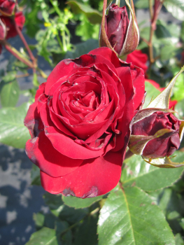 Rosa Lübecker Rotsporn